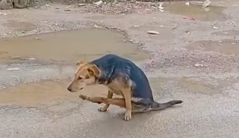 URGENCE - SAUVETAGE CHIEN HANDICAPÉ