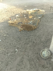 Image justificative de la cagnotte