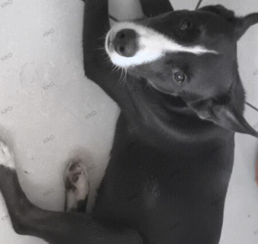 PREMIERS SOINS POUR KIKO