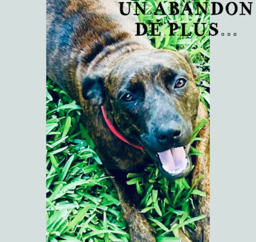 Aidons la à être adoptée