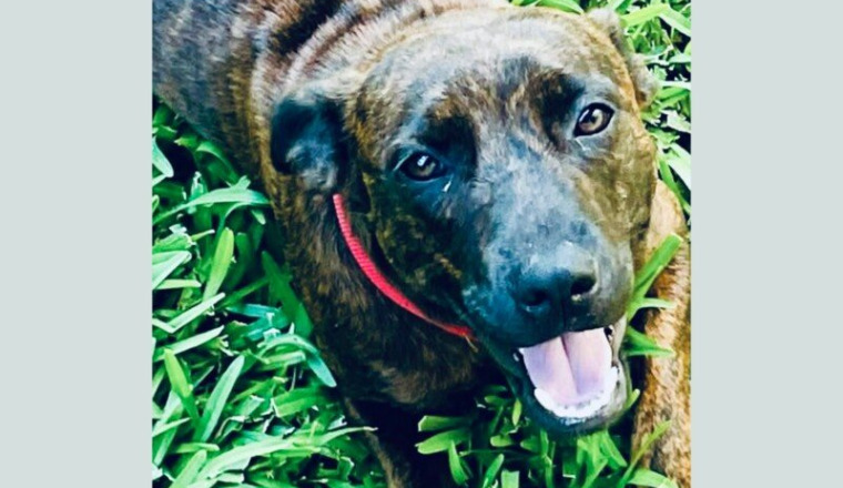 Aidons la à être adoptée