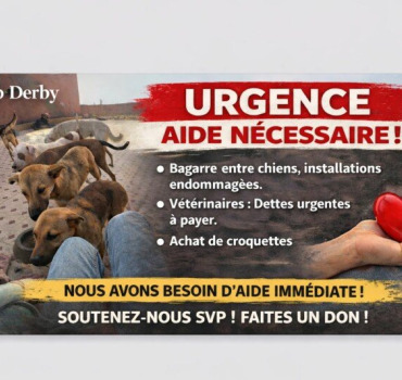 Aidons les chiens de KELB DERBY