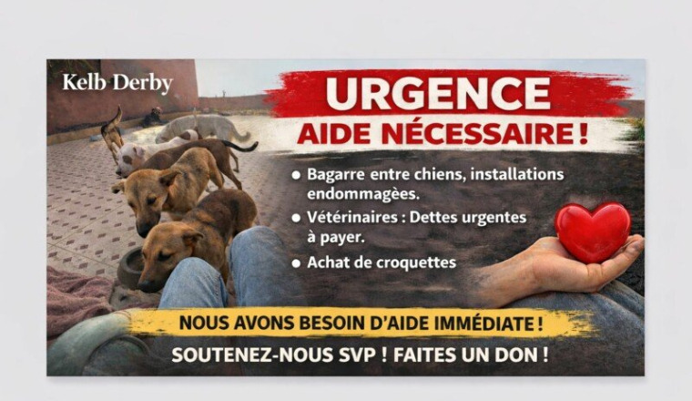 Aidons les chiens de KELB DERBY