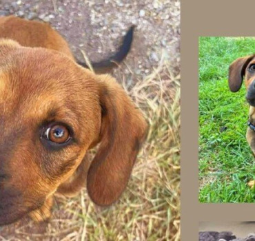 Aidez Praline Bella à soigner 2 chiens craintifs