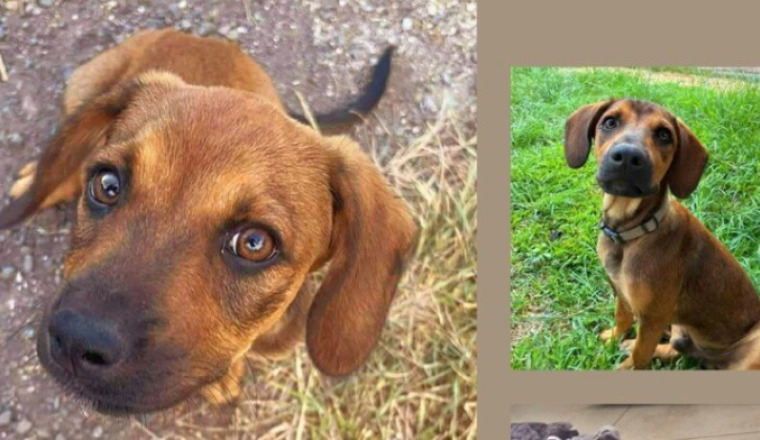 Aidez Praline Bella à soigner 2 chiens craintifs