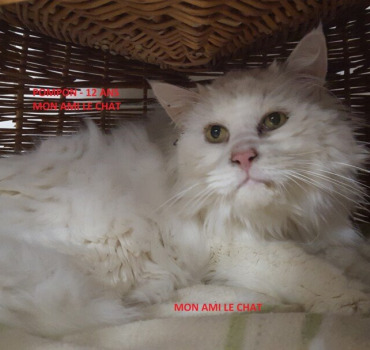 UNE AIDE POUR 4 CHATS ABANDONNES
