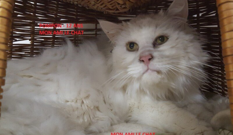 UNE AIDE POUR 4 CHATS ABANDONNES