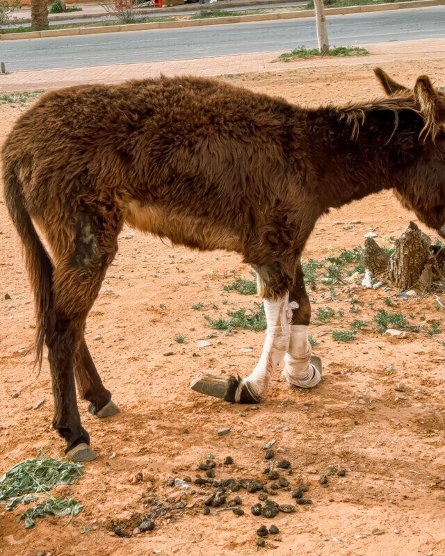 REFUGE ÂNES A FOREVER HOME FOR FORSAKEN DONKEYS