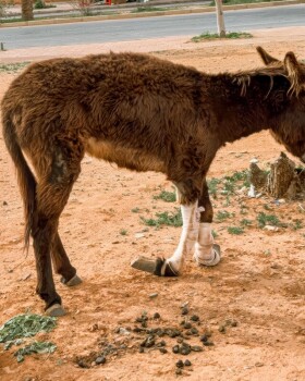 REFUGE ÂNES A FOREVER HOME FOR FORSAKEN DONKEYS