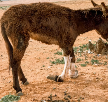 REFUGE ÂNES A FOREVER HOME FOR FORSAKEN DONKEYS