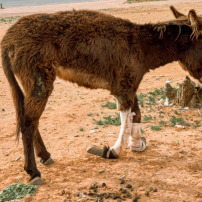 REFUGE ÂNES A FOREVER HOME FOR FORSAKEN DONKEYS