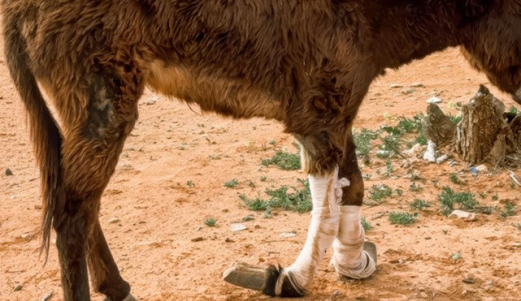 REFUGE ÂNES A FOREVER HOME FOR FORSAKEN DONKEYS