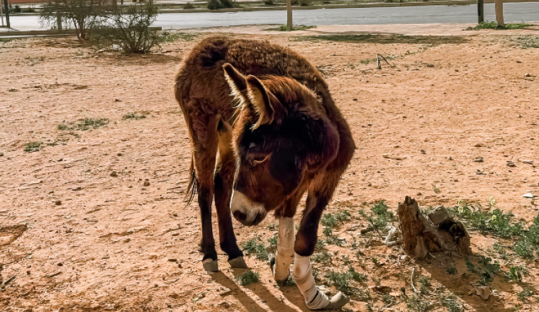 Image justificative de la cagnotte