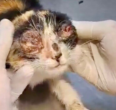 ! Urgence chatons estropiés