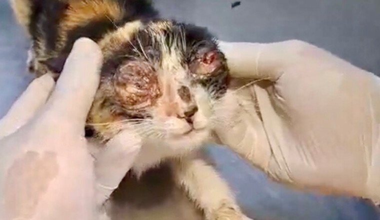 ! Urgence chatons estropiés