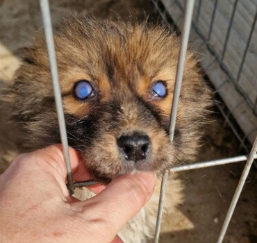AIDE AUX FRAIS VETERINAIRES DE AMOR