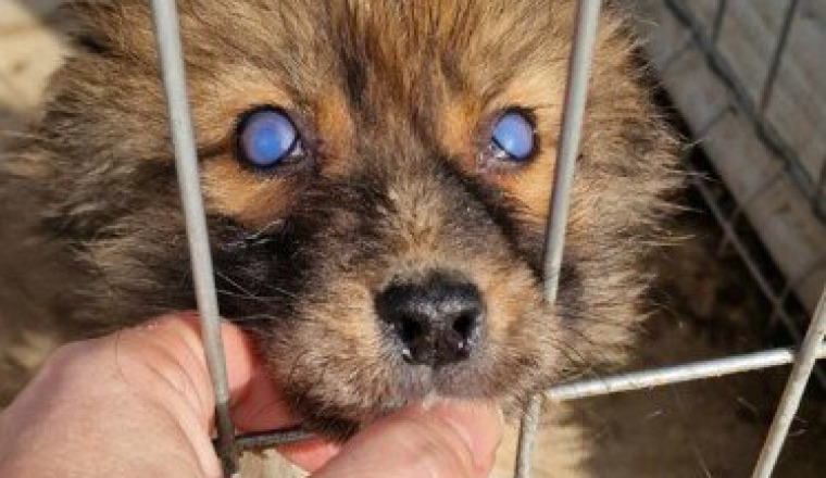 AIDE AUX FRAIS VETERINAIRES DE AMOR