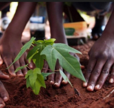 Unis pour planter!