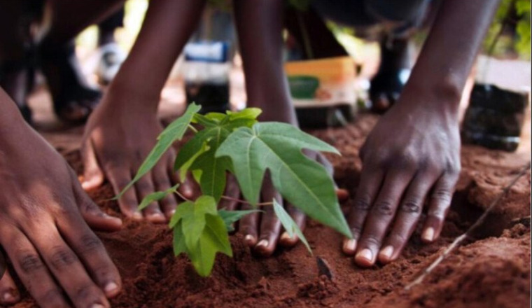 Unis pour planter!