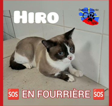 Pour les chats à la fourrière