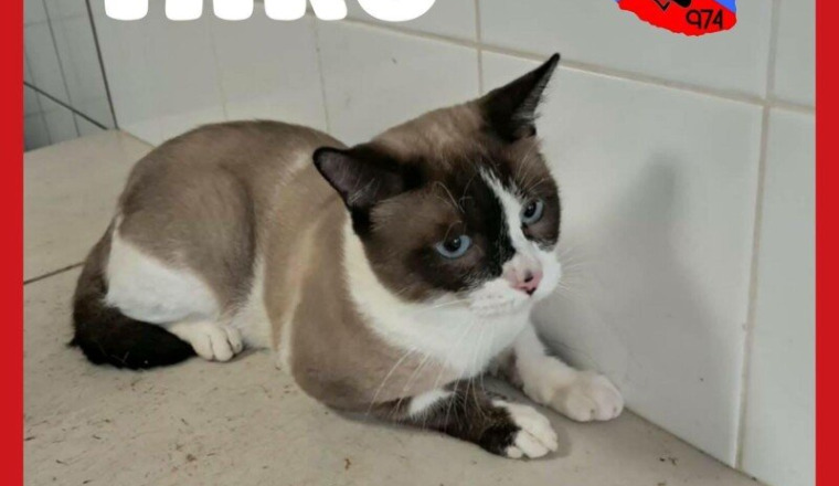 Pour les chats à la fourrière