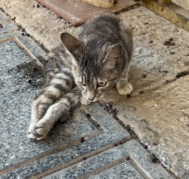 Soin pour le chat 🐈