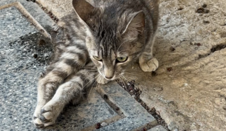 Soin pour le chat 🐈