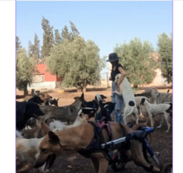 SOS - SAUVETAGES ANIMAUX
