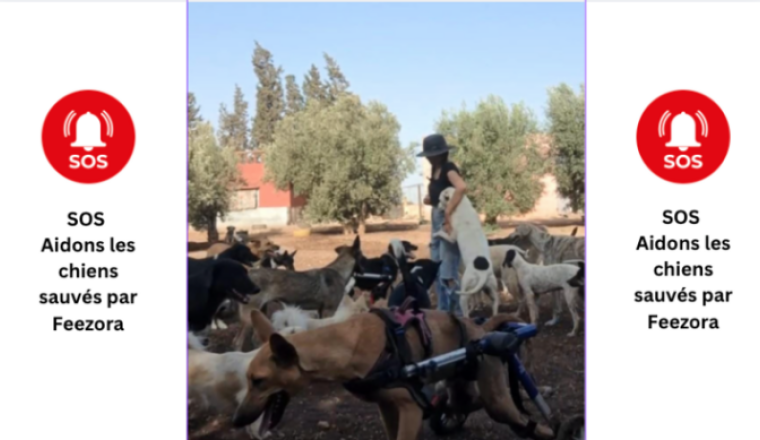 SOS - SAUVETAGES ANIMAUX