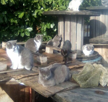 J'ai besoin d'aide pour aider les chats du coin