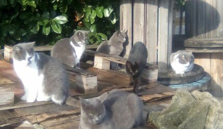 J'ai besoin d'aide pour aider les chats du coin