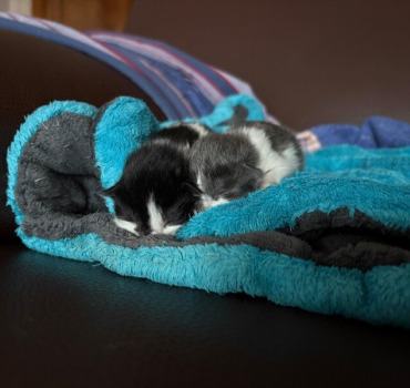 Chaton