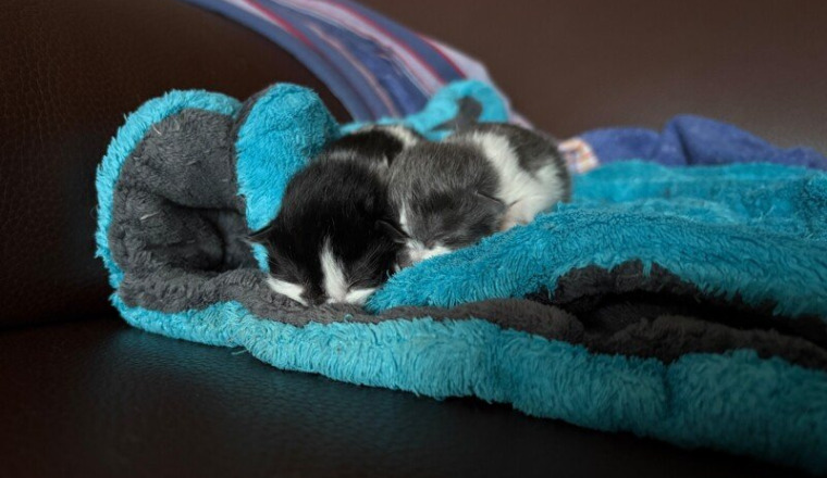Chaton