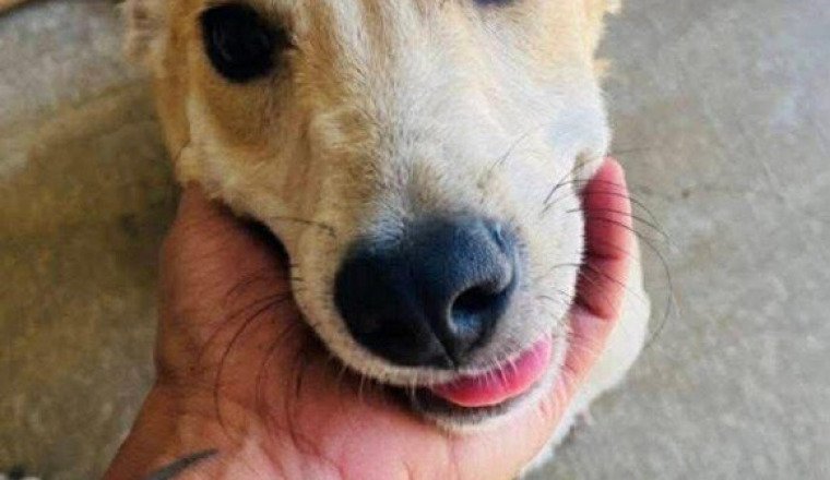 4 CHIENS EN SURSIS EUTHANASIE