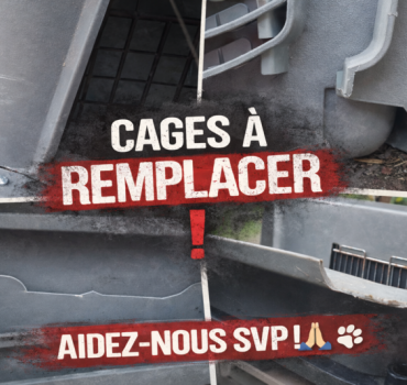 💔 Des cages cassées, des sauvetages bloqués...💔