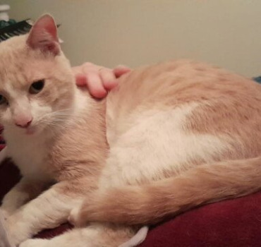 SAUVER CHAT CALIN CONTRE LA PIF