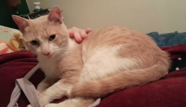 SAUVER CHAT CALIN CONTRE LA PIF