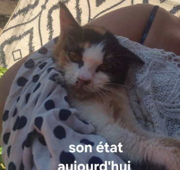 Sauvée poulie du typhus