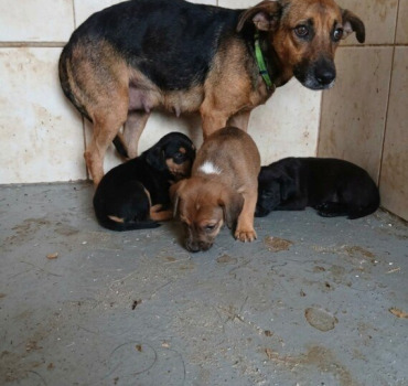Sauvons Maman et ses cinq chiots de l’euthanasie