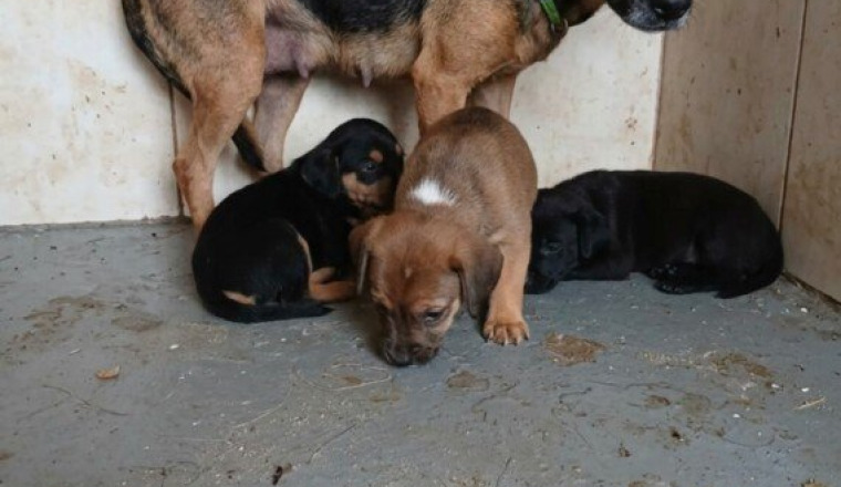 Sauvons Maman et ses cinq chiots de l’euthanasie