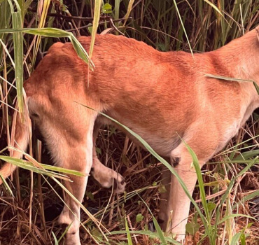 CHIEN PATTE CASSEE