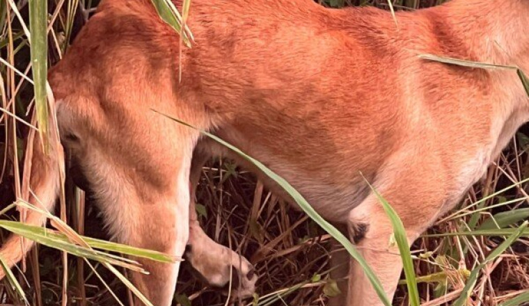CHIEN PATTE CASSEE