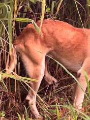 Image justificative de la cagnotte
