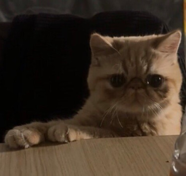 Aidez moi à financer la castration de mon chat