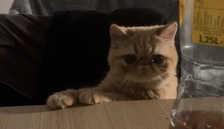 Aidez moi à financer la castration de mon chat
