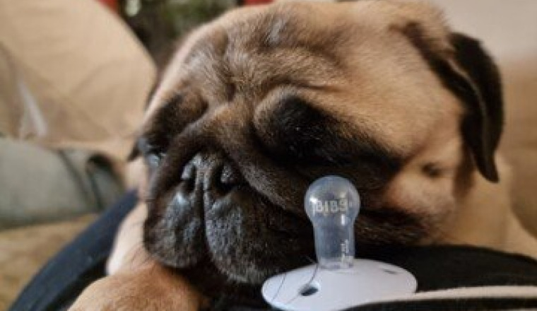 Aidez l’Inspecteur Rocco à reprendre du service 🐾