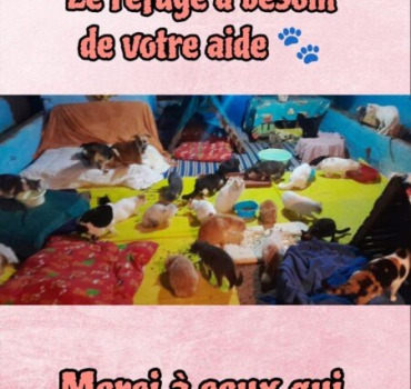 Le refuge des Tarikochats a besoin de votre aide