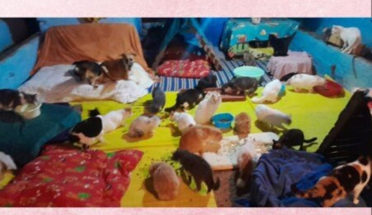 Le refuge des Tarikochats a besoin de votre aide