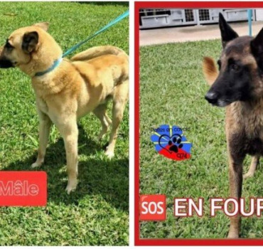 🆘 Sauvons Gringo et Mystic de l’euthanasie