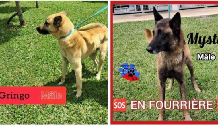 🆘 Sauvons Gringo et Mystic de l’euthanasie
